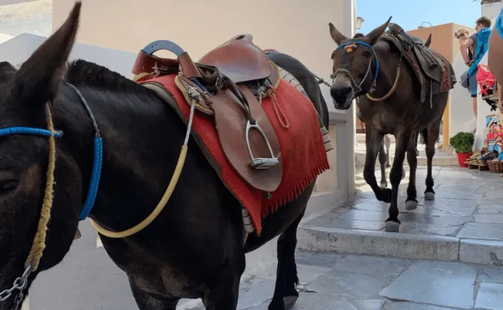 Donkeys for hire A controversial choice that animal welfare advocates advise against.